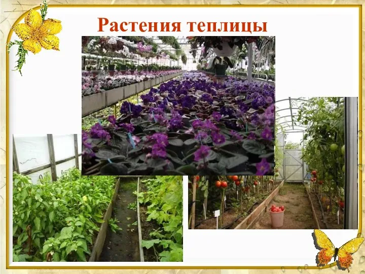 Растения теплицы