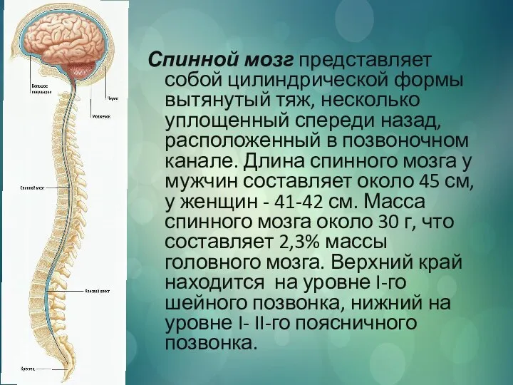 Спинной мозг представляет собой цилиндрической формы вытянутый тяж, несколько уплощенный