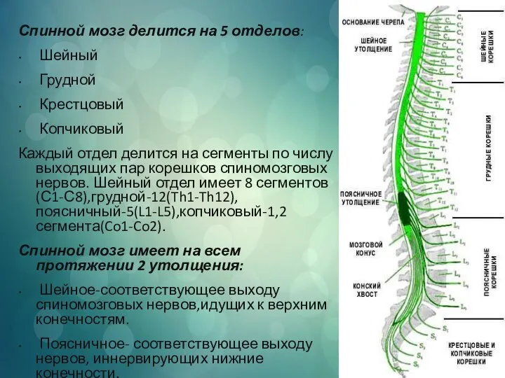 Спинной мозг делится на 5 отделов: Шейный Грудной Крестцовый Копчиковый