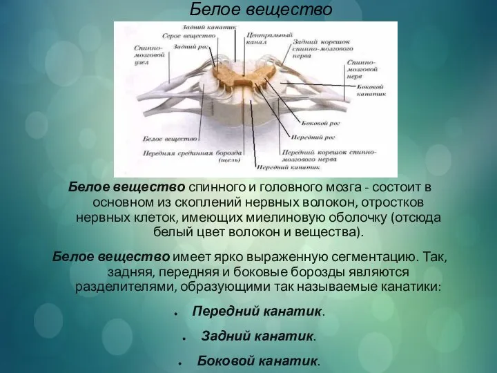 Белое вещество Белое вещество спинного и головного мозга - состоит