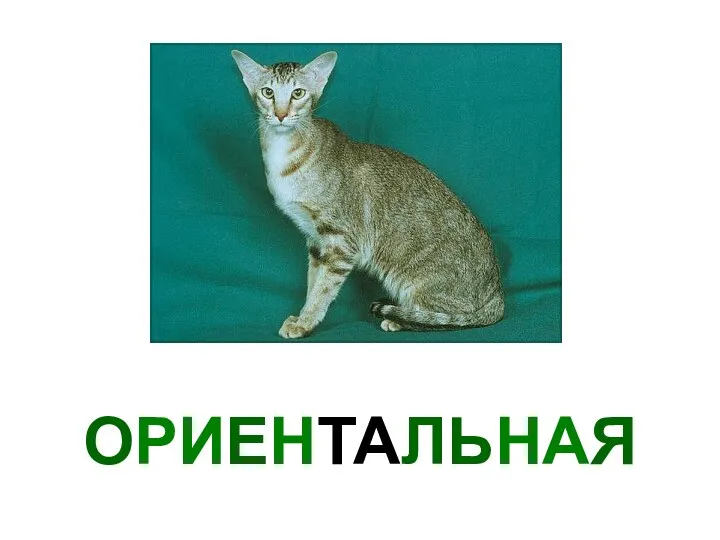 ОРИЕНТАЛЬНАЯ