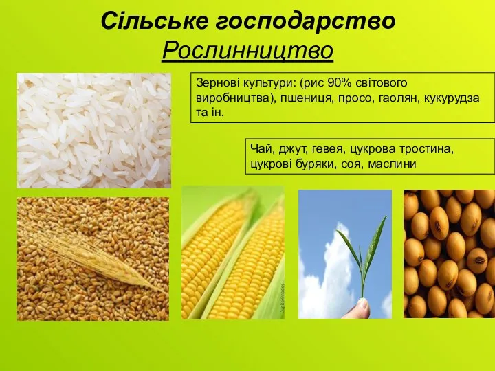 Сільське господарство Рослинництво Зернові культури: (рис 90% світового виробництва), пшениця,