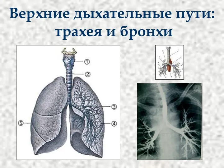 Верхние дыхательные пути: трахея и бронхи