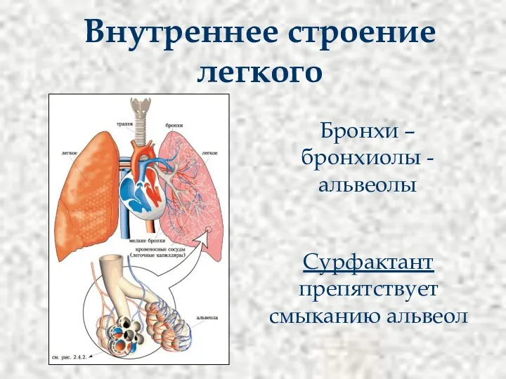 Внутреннее строение легкого Бронхи – бронхиолы - альвеолы Сурфактант препятствует смыканию альвеол