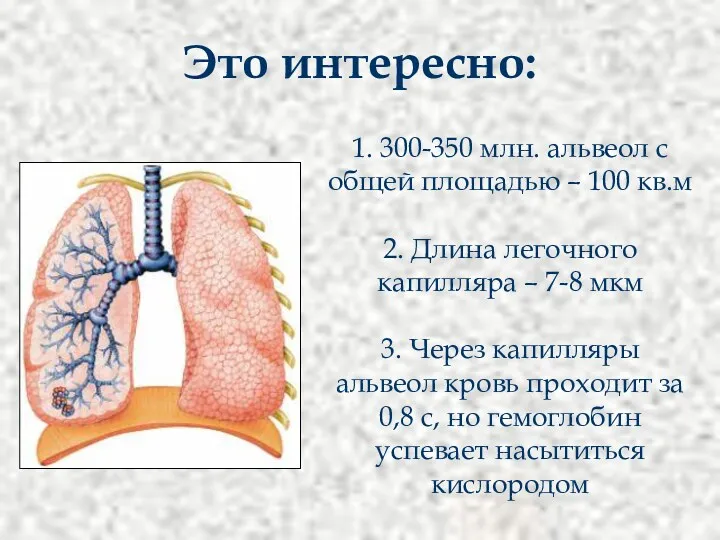 1. 300-350 млн. альвеол с общей площадью – 100 кв.м