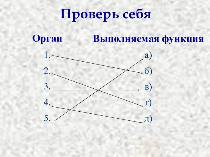 Орган 1. 2. 3. 4. 5. Выполняемая функция а) б) в) г) д) Проверь себя