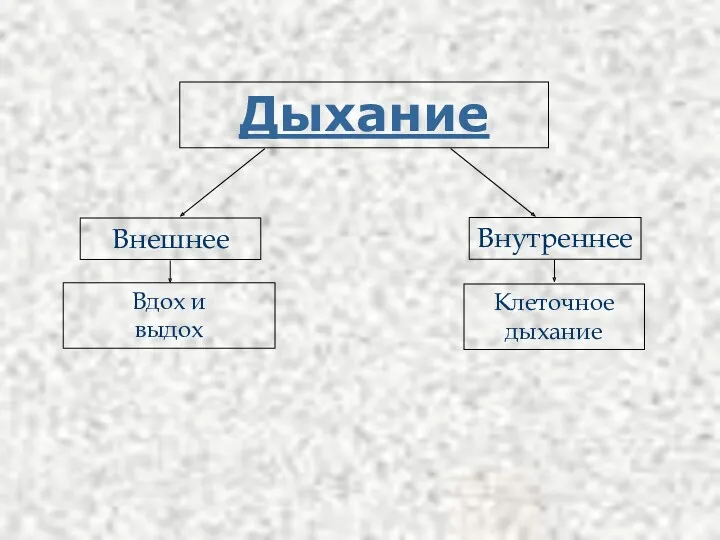 Дыхание Внутреннее Внешнее Вдох и выдох Клеточное дыхание