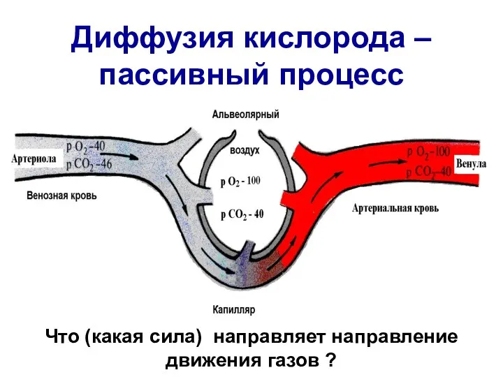 Диффузия кислорода –пассивный процесс Что (какая сила) направляет направление движения газов ?