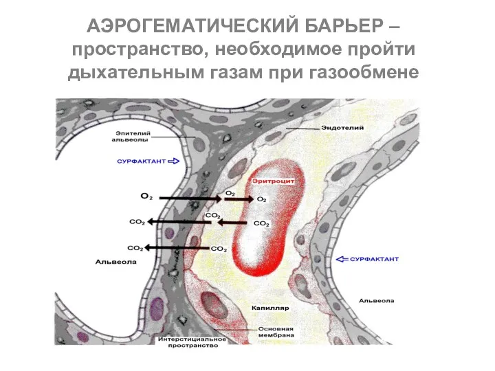 АЭРОГЕМАТИЧЕСКИЙ БАРЬЕР – пространство, необходимое пройти дыхательным газам при газообмене