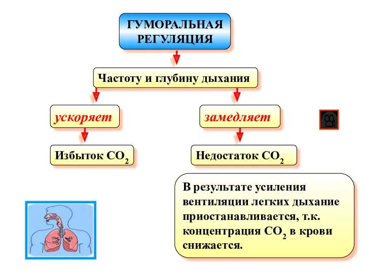 ГУМОРАЛЬНАЯ РЕГУЛЯЦИЯ Частоту и глубину дыхания ускоряет Избыток CO2 замедляет