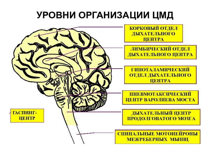 УРОВНИ ОРГАНИЗАЦИИ ЦМД ГАСПИНГ- ЦЕНТР