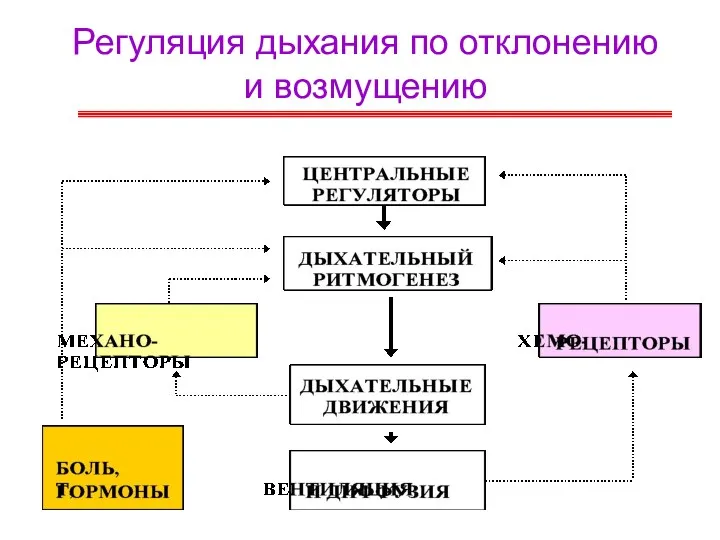 Регуляция дыхания по отклонению и возмущению