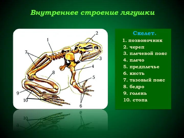 Внутреннее строение лягушки Скелет. 1. позвоночник 2. череп 3. плечевой