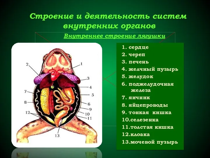 Строение и деятельность систем внутренних органов 1. сердце 2. череп