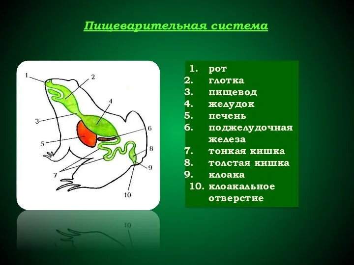 Пищеварительная система 1. рот глотка пищевод желудок печень поджелудочная железа