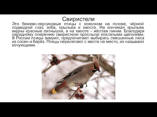 Свиристели Это бежево-персиковые птицы с хохолком на голове, чёрной подводкой