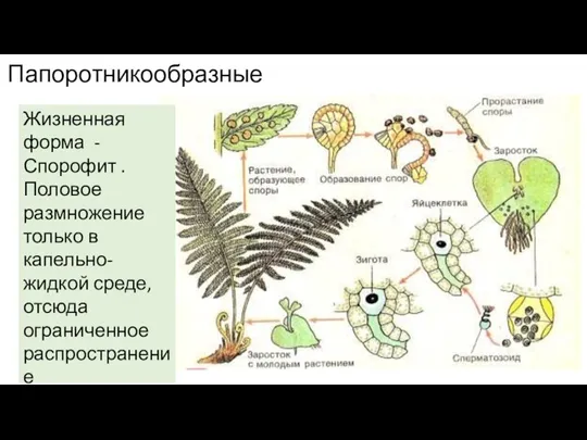 Папоротникообразные Жизненная форма - Спорофит . Половое размножение только в капельно-жидкой среде, отсюда ограниченное распространение