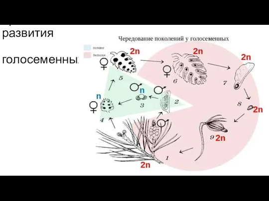 Цикл развития голосеменных