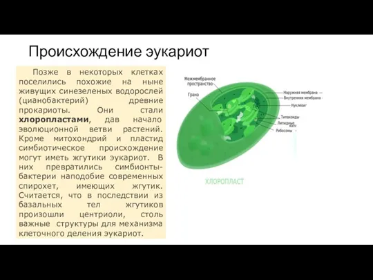 Происхождение эукариот Позже в некоторых клетках поселились похожие на ныне