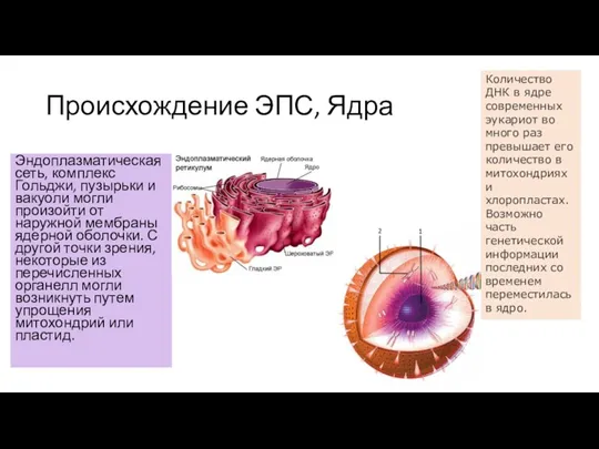 Происхождение ЭПС, Ядра Эндоплазматическая сеть, комплекс Гольджи, пузырьки и вакуоли