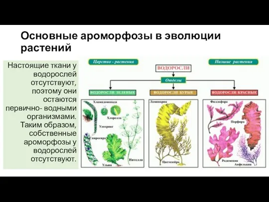 Основные ароморфозы в эволюции растений Настоящие ткани у водорослей отсутствуют,