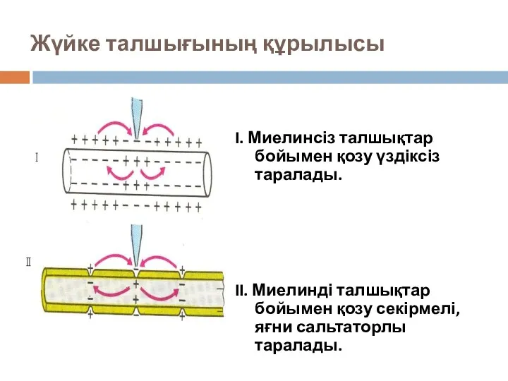 Жүйке талшығының құрылысы I. Миелинсіз талшықтар бойымен қозу үздіксіз таралады.