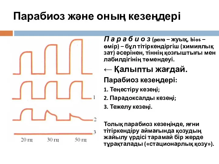 Парабиоз және оның кезеңдері П а р а б и