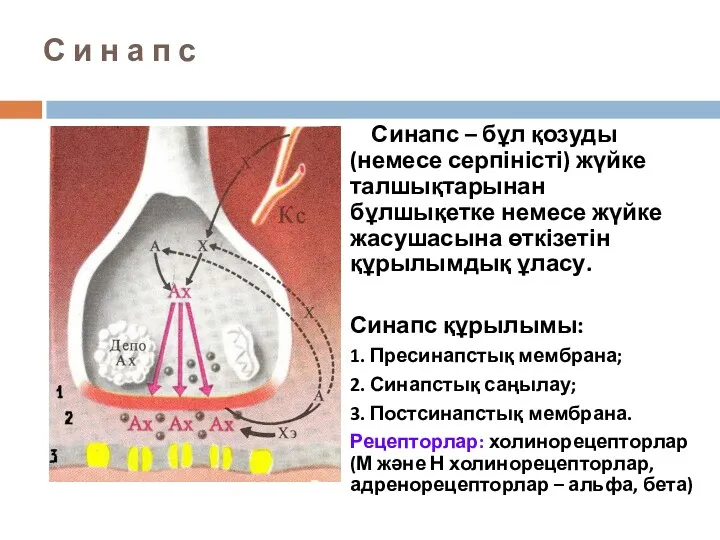 С и н а п с Синапс – бұл қозуды