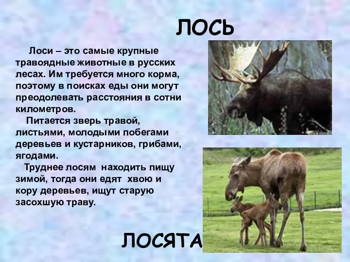 ЛОСЬ Лоси – это самые крупные травоядные животные в русских лесах. Им требуется