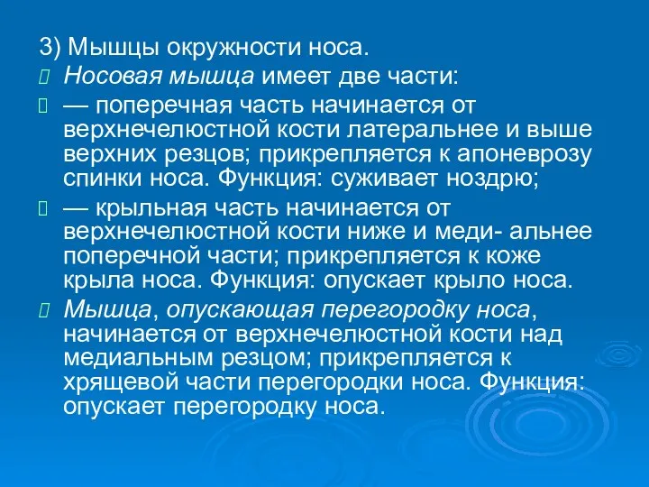 3) Мышцы окружности носа. Носовая мышца имеет две части: —