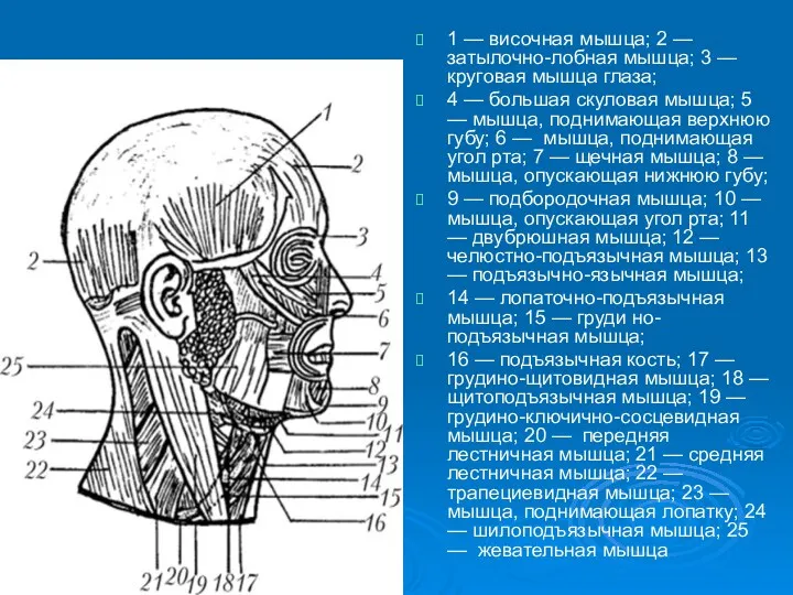 1 — височная мышца; 2 — затылочно-лобная мышца; 3 —