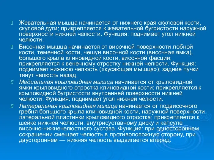 Жевательная мышца начинается от нижнего края скуловой кости, скуловой дуги;