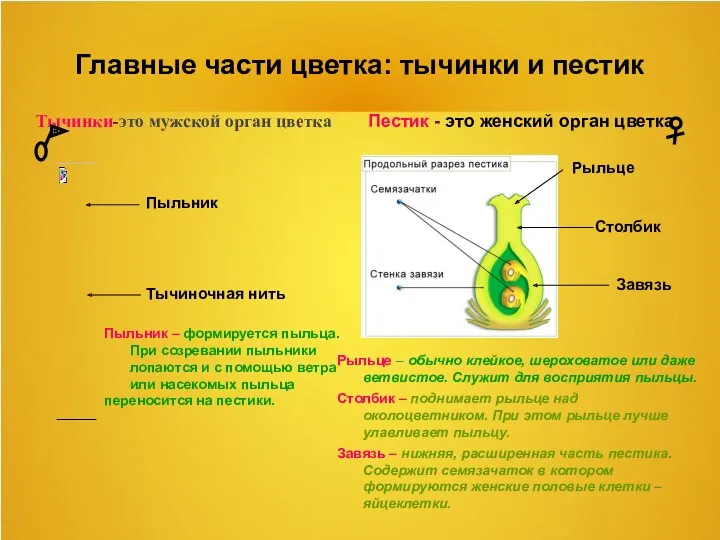 Главные части цветка: тычинки и пестик Тычинки-это мужской орган цветка