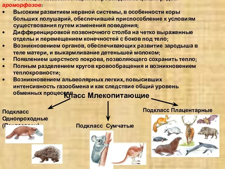 Эволюция млекопитающих сопровождалась целым рядом ароморфозов: Высоким развитием нервной системы,