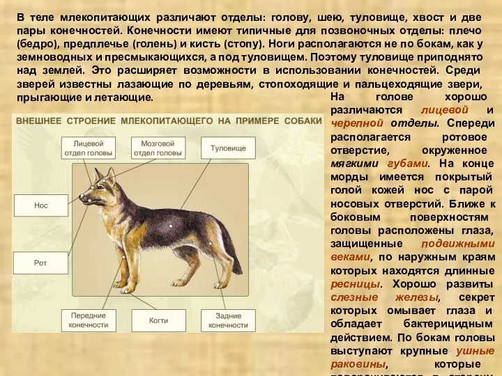 В теле млекопитающих различают отделы: голову, шею, туловище, хвост и