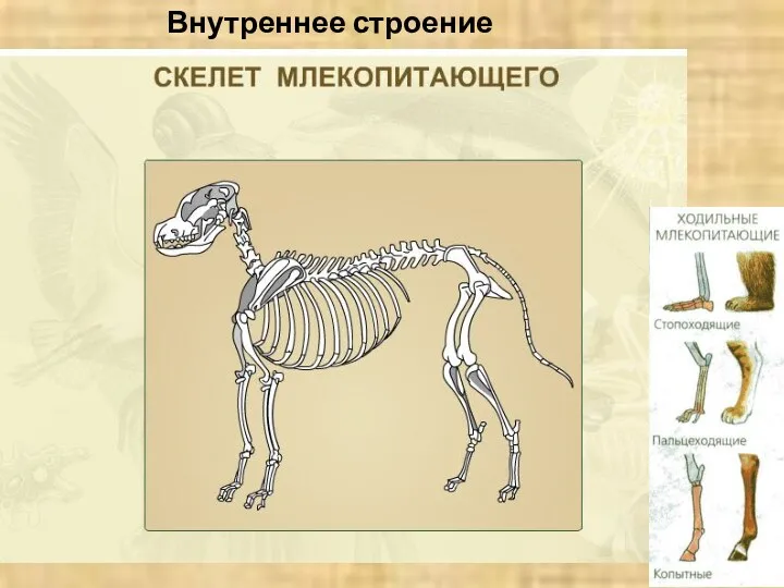 Внутреннее строение млекопитающих