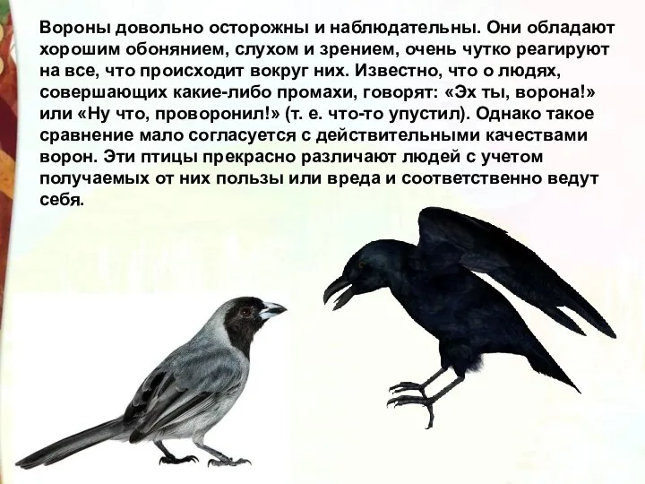 Вороны довольно осторожны и наблюдательны. Они обладают хорошим обонянием, слухом и зрением, очень