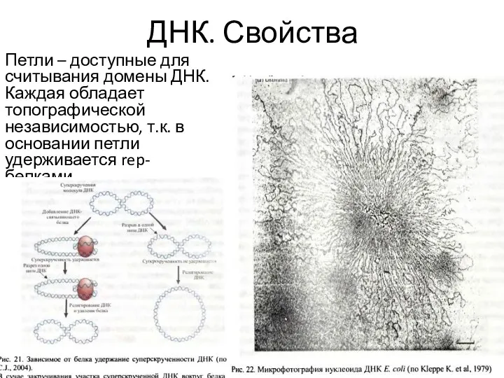 ДНК. Свойства Петли – доступные для считывания домены ДНК. Каждая