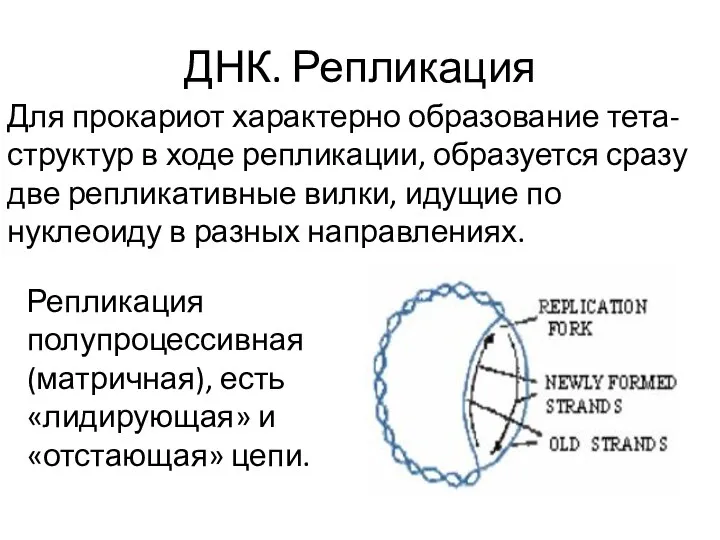 ДНК. Репликация Для прокариот характерно образование тета-структур в ходе репликации,