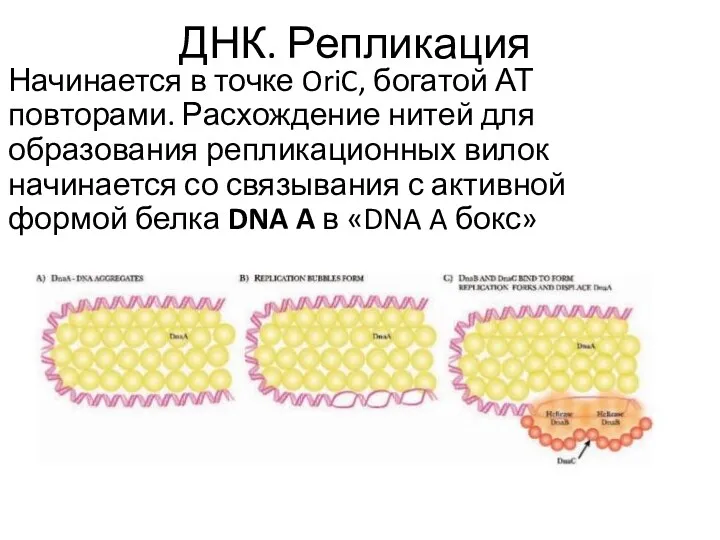 ДНК. Репликация Начинается в точке OriC, богатой АТ повторами. Расхождение