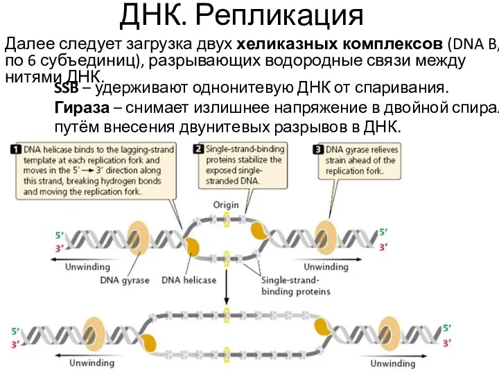 ДНК. Репликация Далее следует загрузка двух хеликазных комплексов (DNA B,