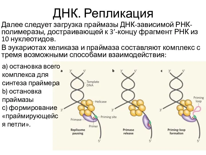 ДНК. Репликация Далее следует загрузка праймазы ДНК-зависимой РНК-полимеразы, достраивающей к