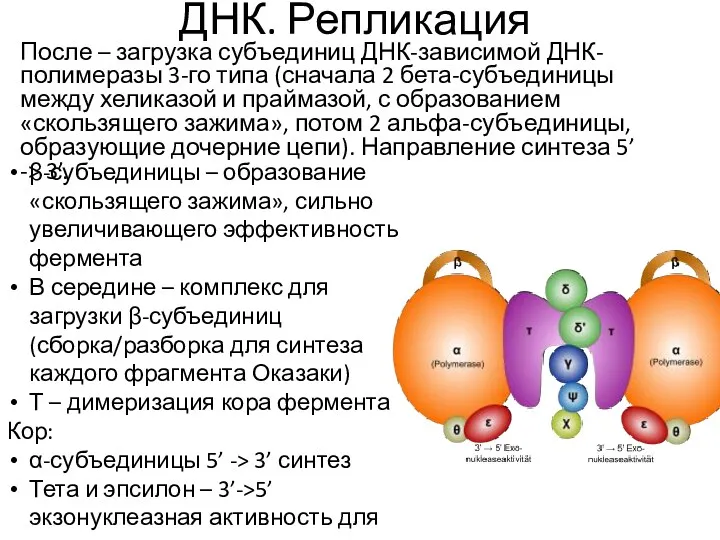 ДНК. Репликация После – загрузка субъединиц ДНК-зависимой ДНК-полимеразы 3-го типа