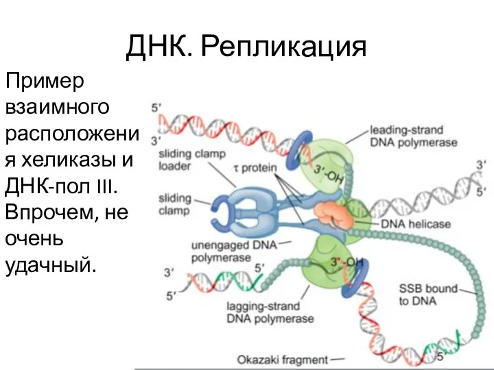 ДНК. Репликация Пример взаимного расположения хеликазы и ДНК-пол III. Впрочем, не очень удачный.