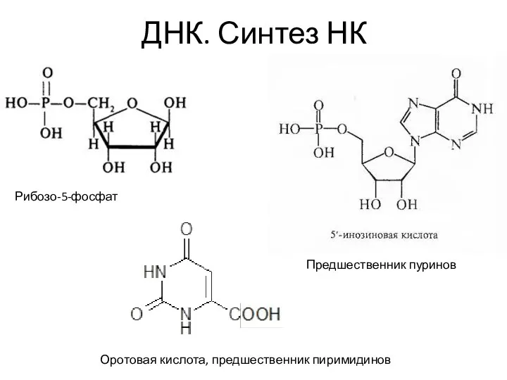 ДНК. Синтез НК Рибозо-5-фосфат Предшественник пуринов Оротовая кислота, предшественник пиримидинов