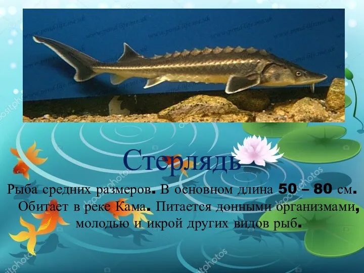 Стерлядь Рыба средних размеров. В основном длина 50 – 80