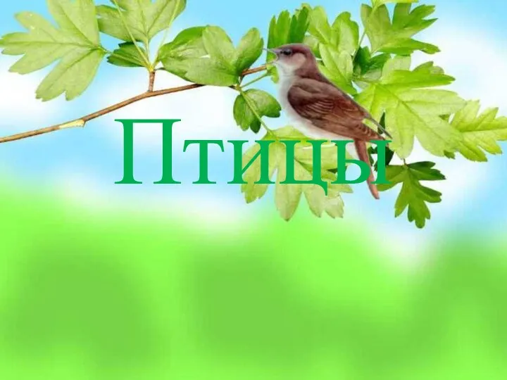 Птицы