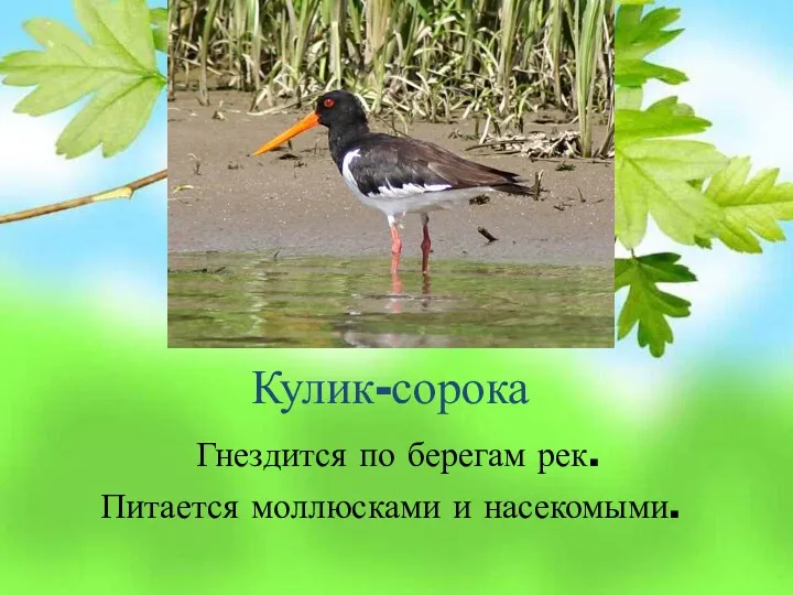 Кулик-сорока Гнездится по берегам рек. Питается моллюсками и насекомыми.