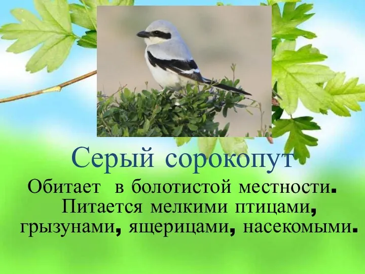 Серый сорокопут Обитает в болотистой местности. Питается мелкими птицами, грызунами, ящерицами, насекомыми.