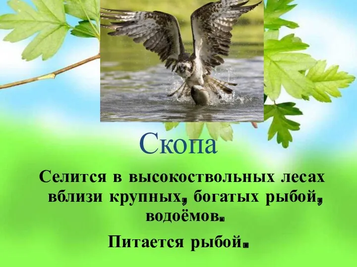 Скопа Селится в высокоствольных лесах вблизи крупных, богатых рыбой, водоёмов. Питается рыбой.